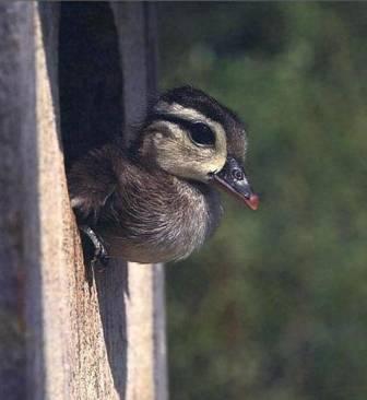 wood duck pictures. Click here: NPWRC :: Wood Duck