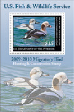 Ducks Stamp 2009 ArtistSheet