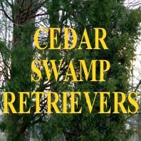 logo cedar swamp retrievers